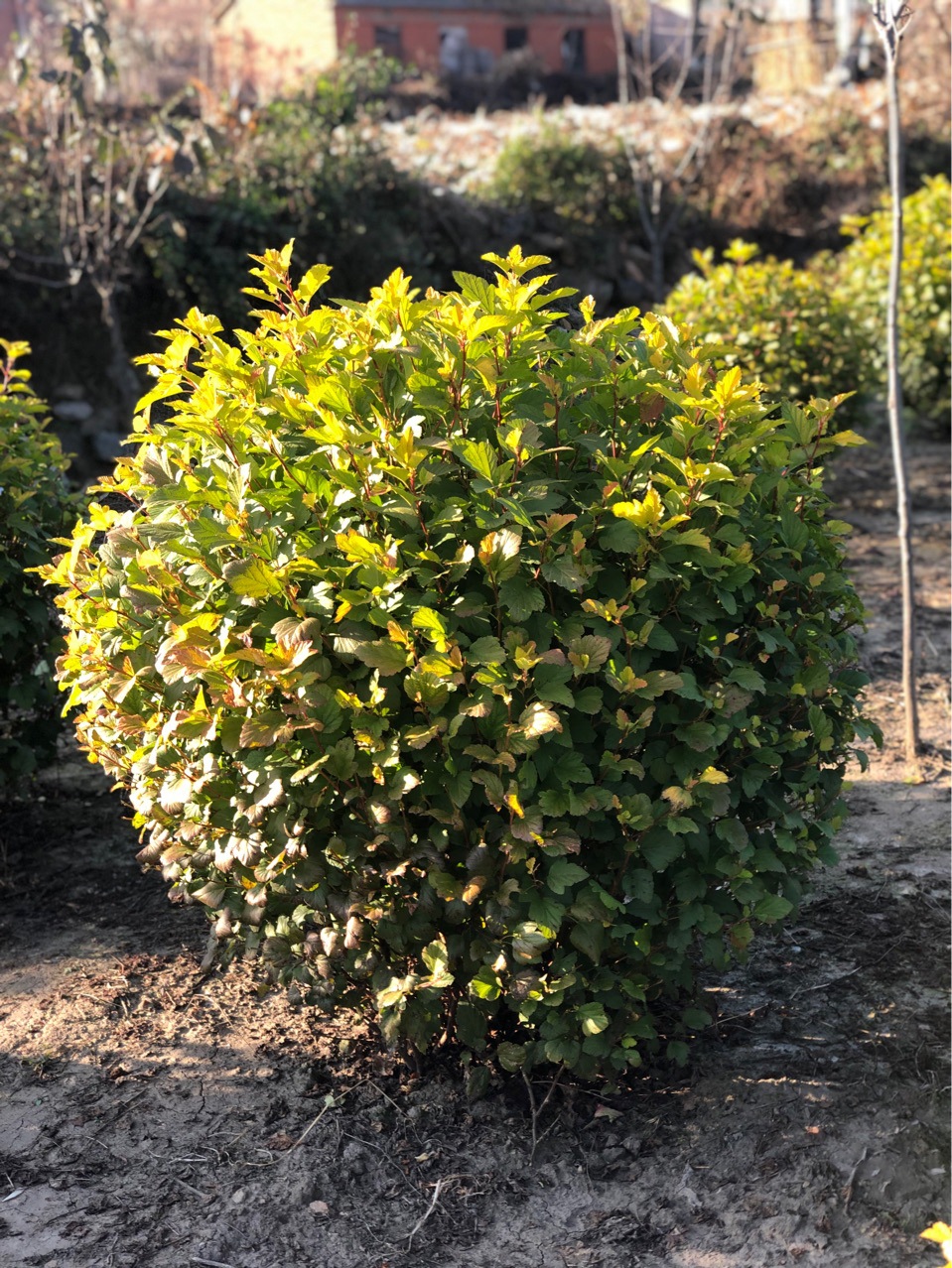 5米冠幅 金叶风箱果基地小苗批发