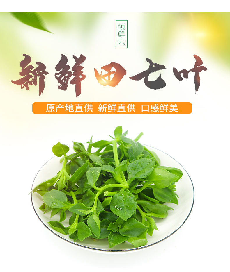 新鲜田七叶三七叶穿心莲蔬菜批发金不换叶500g装新鲜发货