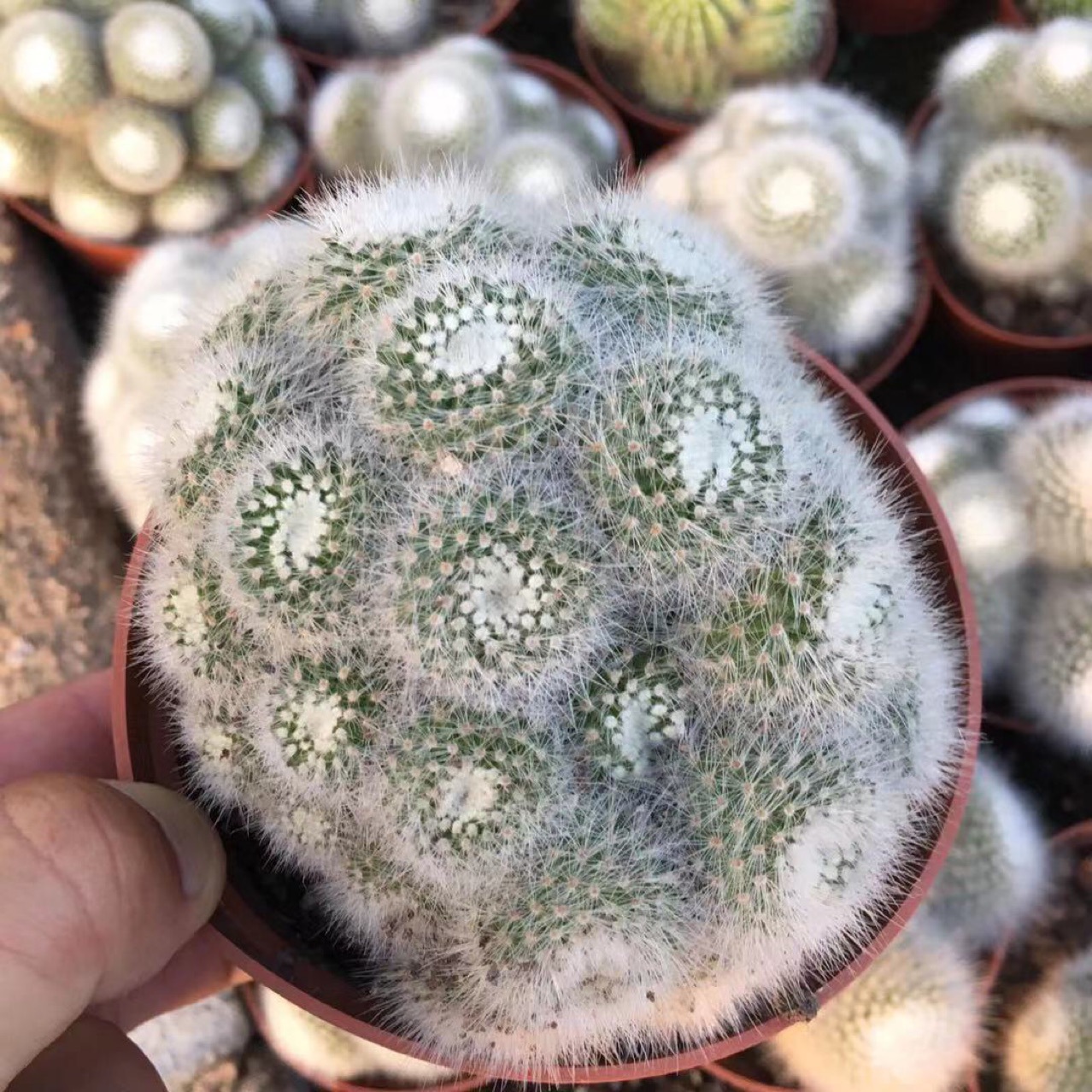 白小丁多头仙人球白公主仙人球 绿植小盆栽多肉植物