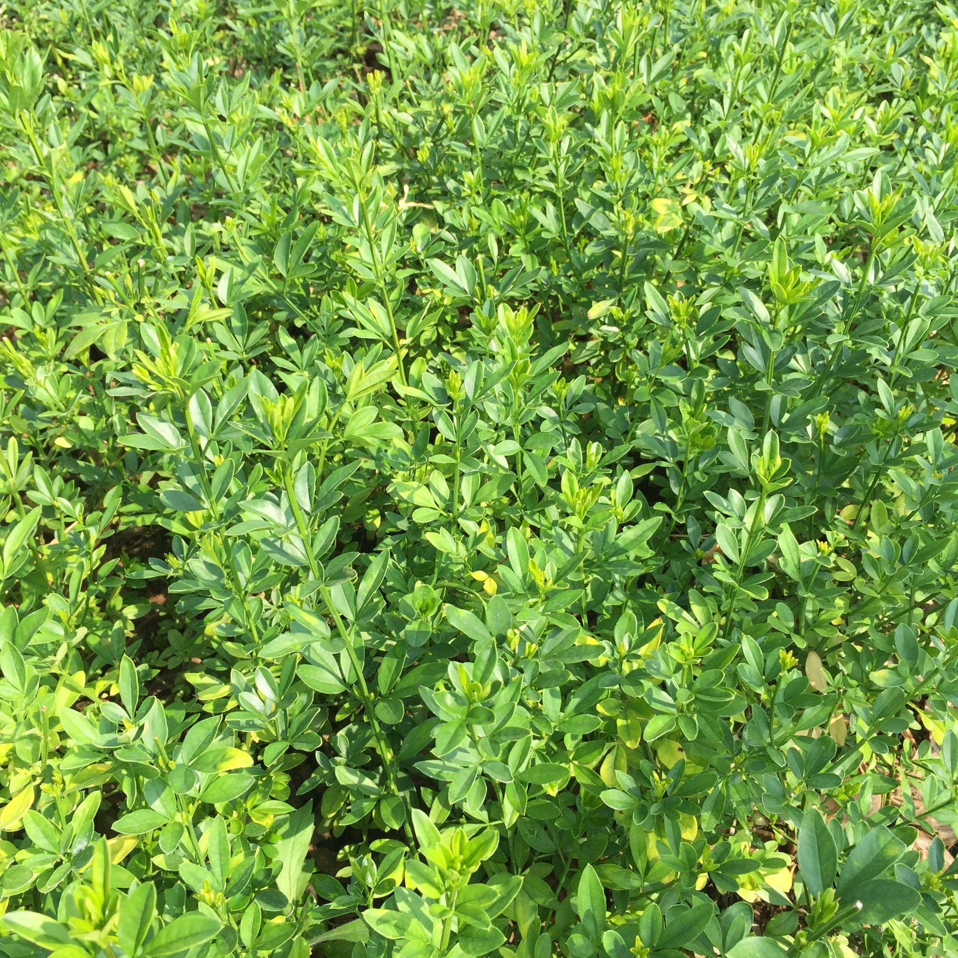 云南黄素馨 基地直销 迎春柳杯苗 耐干耐寒 园林植物绿化地被