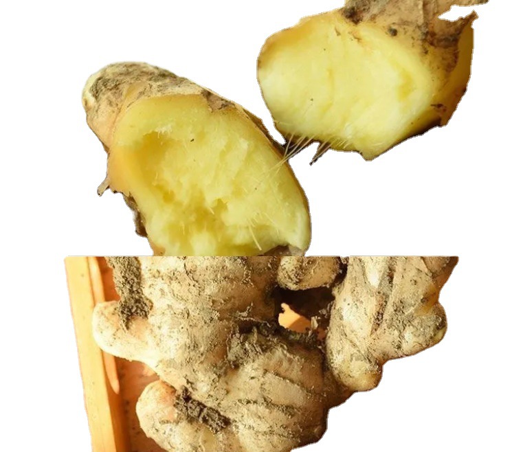 00规格选择规格属性密轮大肉姜品种其他品牌中国大陆原