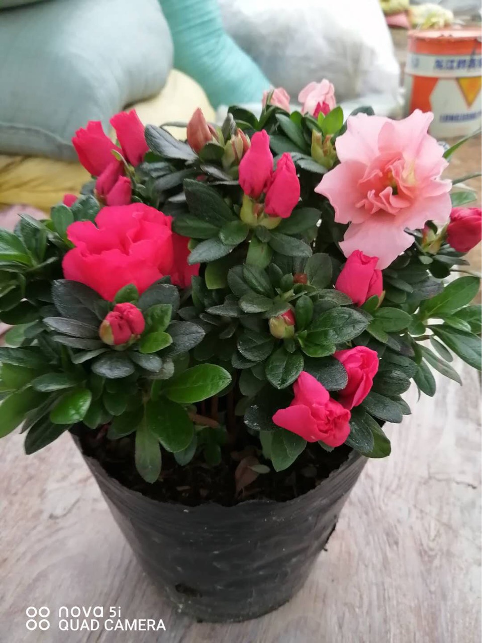 盆栽四季杜鹃 杨梅红 比利时 西玛杜鹃花 永福产地批发