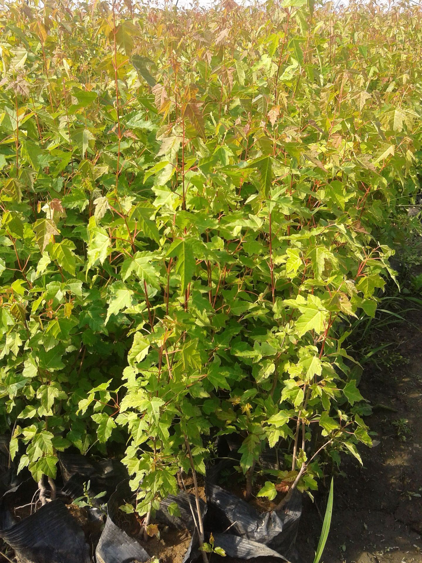 三角枫球 东北辽宁彩叶观赏树 茶条槭树苗 园林绿化景观树 三角枫