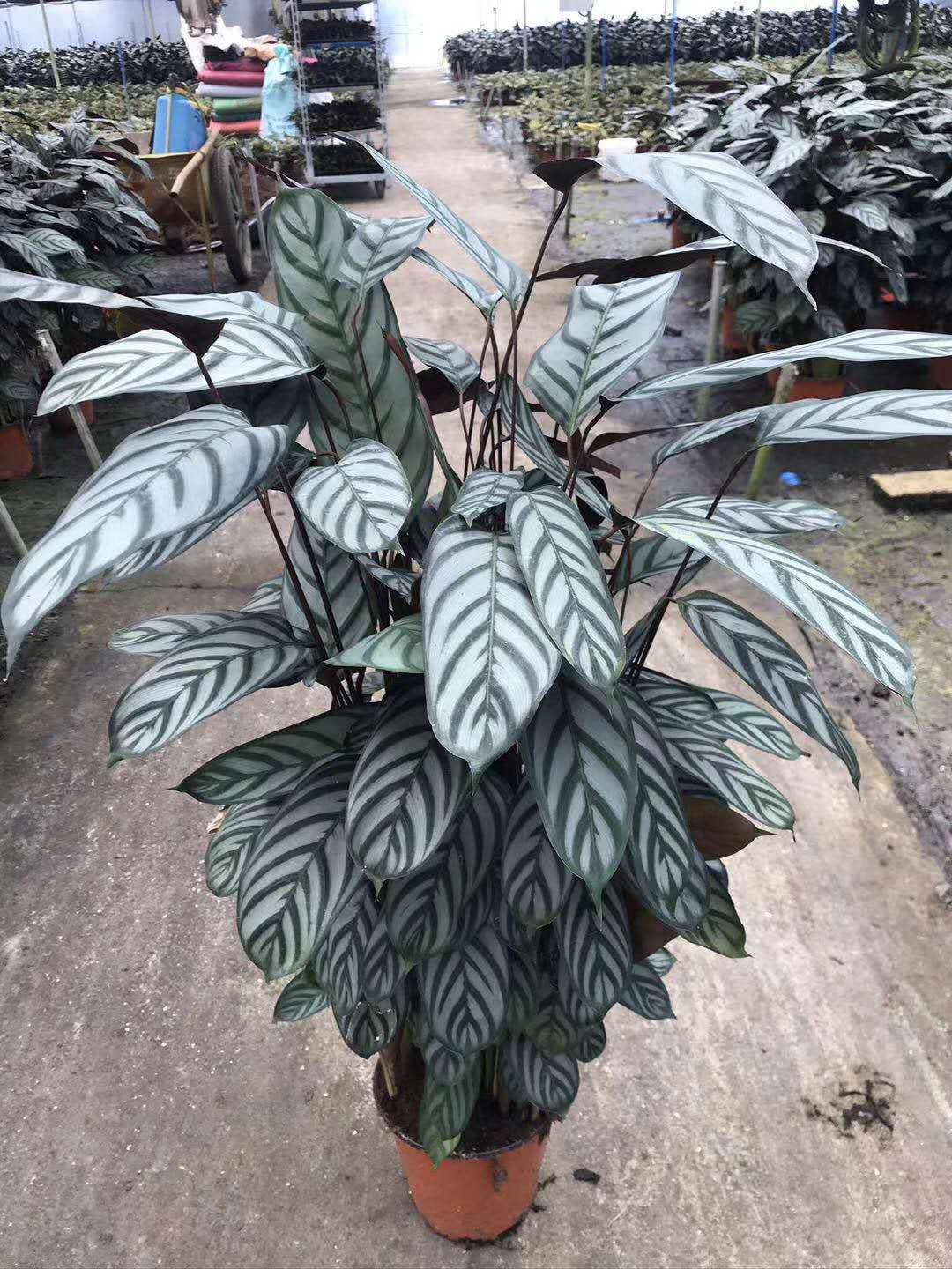 【基地直供】花卉绿植室外盆栽绿植净化空气居家花卉180#超级飞羽