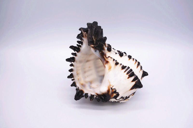 青岛厂家供应海螺贝壳工艺品 美国黑骨螺批发 欢迎询问