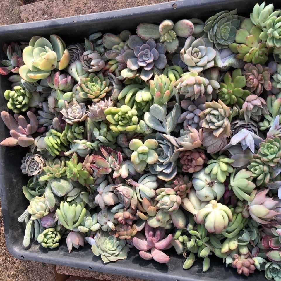 金枝玉叶砍头苗无根苗多肉植物批发 多肉种苗 基地直售