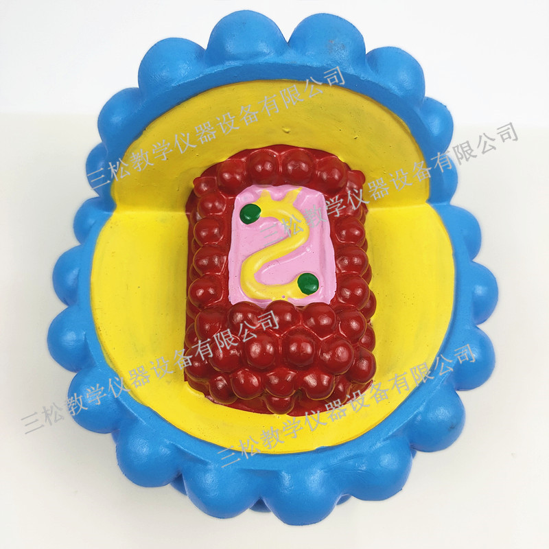 微生物学病毒模型 艾滋病毒 初中生物教具 小学教学仪器