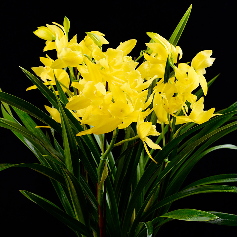 兰神兰花昆明基地直发黄金小神童杂交兰黄色花瓣兰草盆栽杂交兰