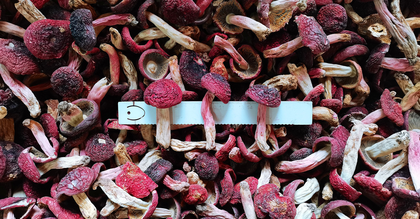 云南特产野生大红菇标菇干货 正红菇干货 蓝底红菇大红菌产地货源