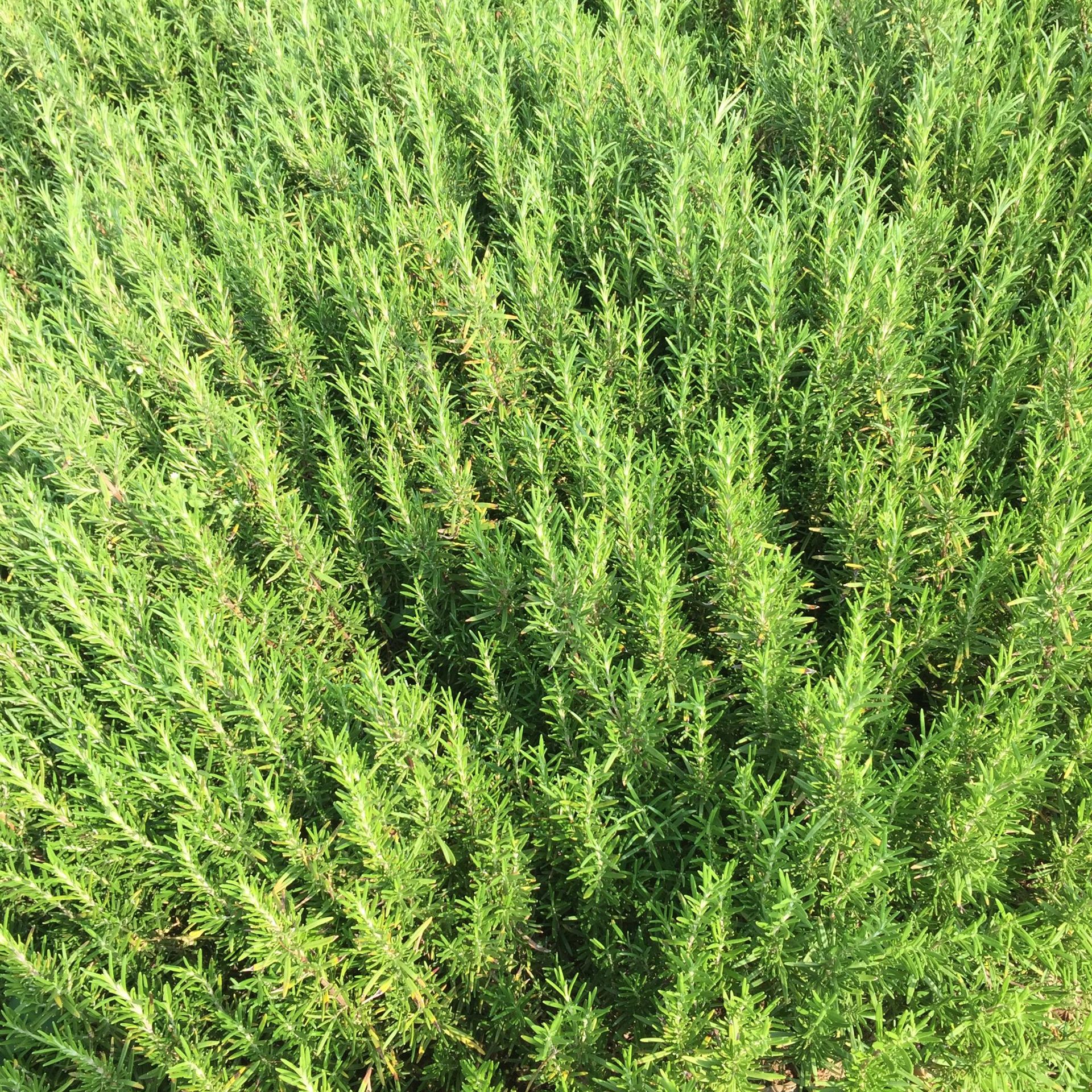 迷迭香杯苗 海洋之露 艾菊园林植物 绿化地被 云南基地直销-阿里巴巴