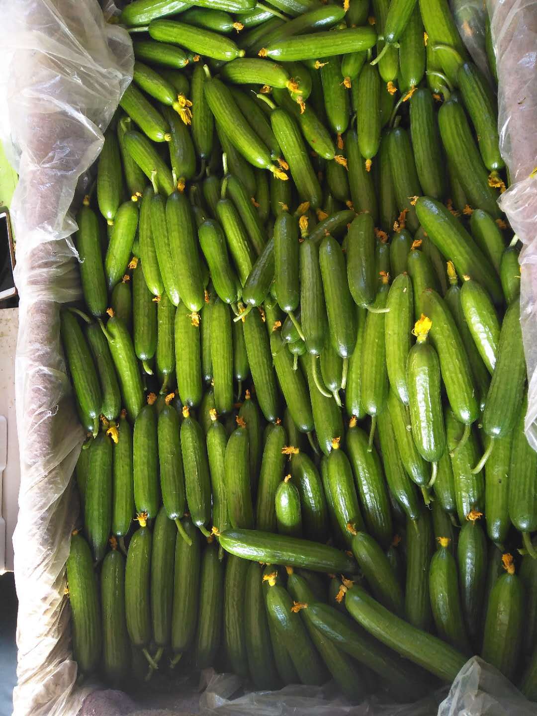 水果黄瓜 山东小绿皮蔬菜黄瓜 肉质鲜嫩 5斤包邮