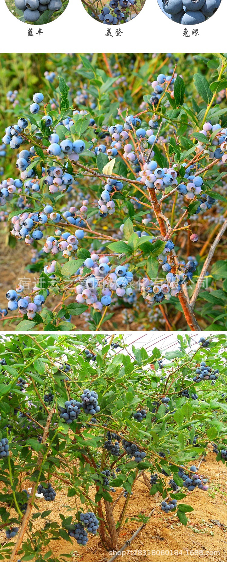 果树苗盆栽都克蓝莓苗莱克西蓝莓树苗南方北方带原土发货当年结果