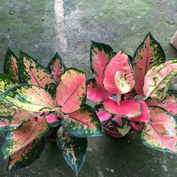 基地直销粗肋草如意皇后贵夫人中国红盆栽年宵花卉红红火火绿植