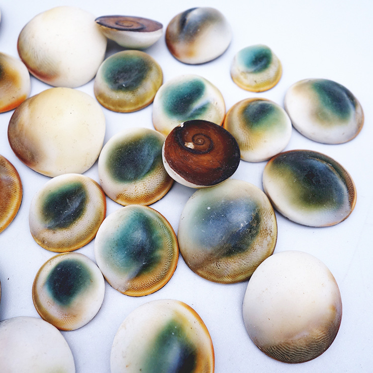 青岛太阳贝贝壳工艺品 家居装饰品小摆件 批发海螺贝壳