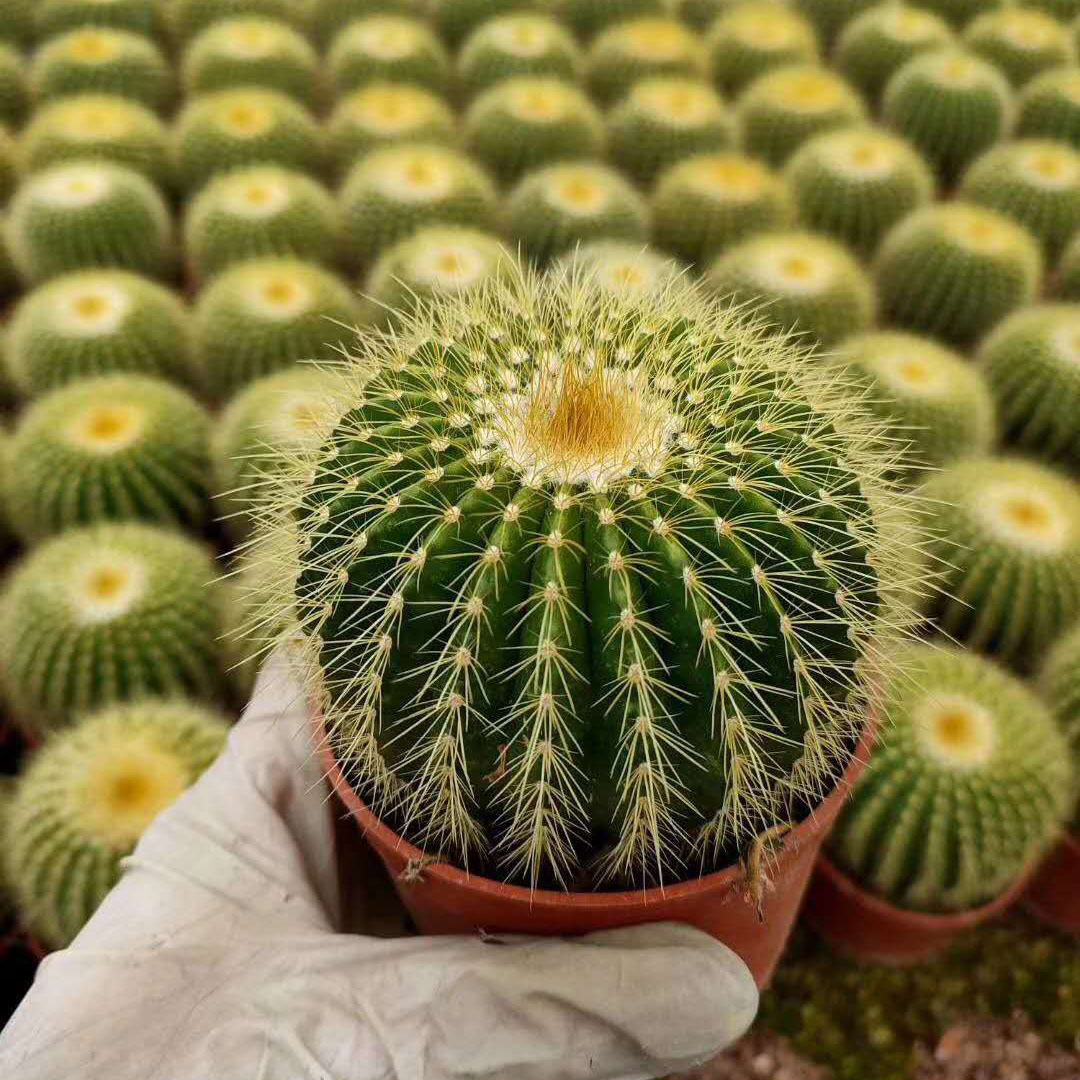 基地直供室内植物植物小盆栽仙人球居家花卉盆栽金冠
