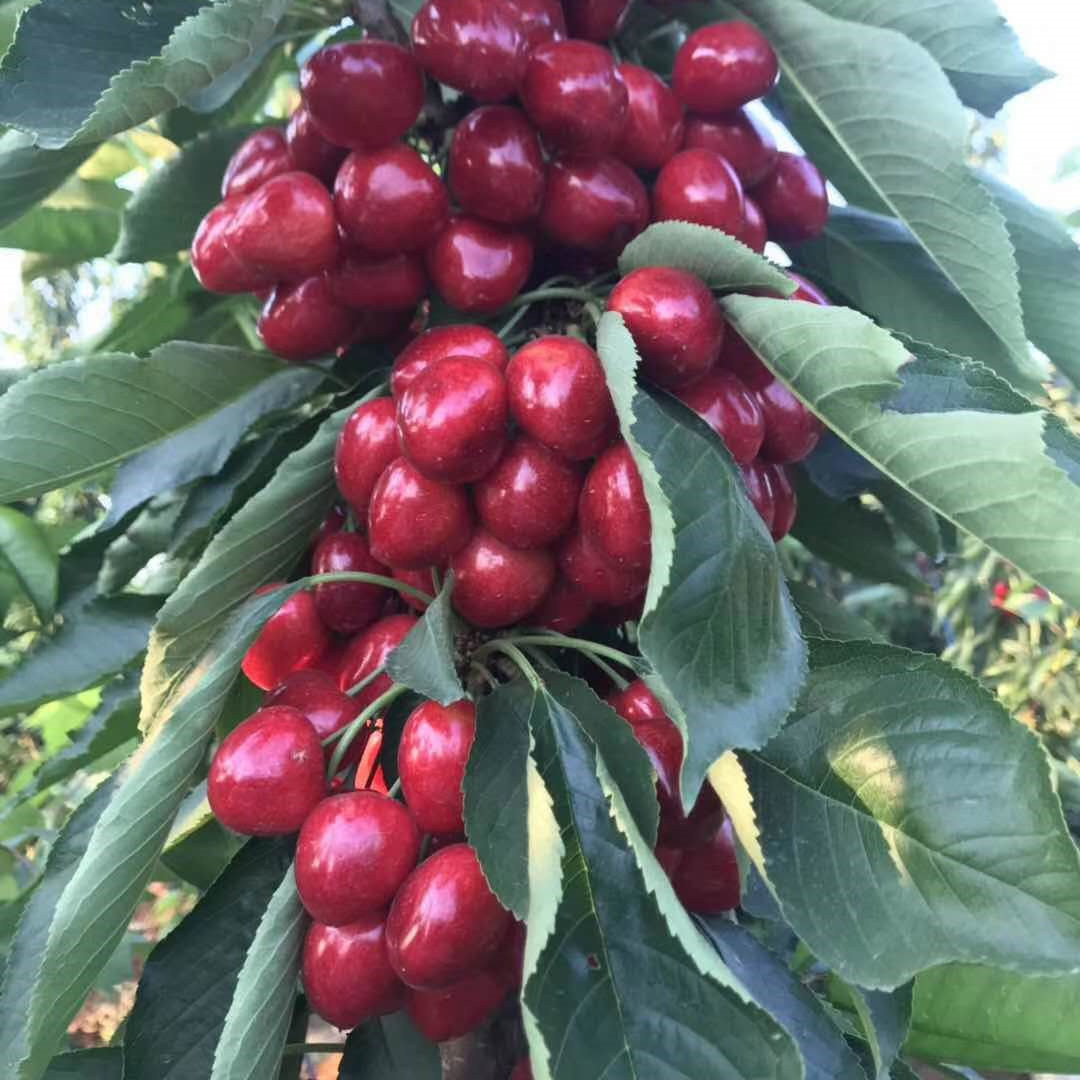 大连砂蜜豆樱桃