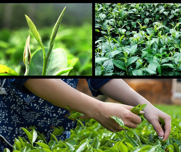 海南大叶苦丁茶冬青特产五指山新茶茶叶250g代贴牌工厂销售