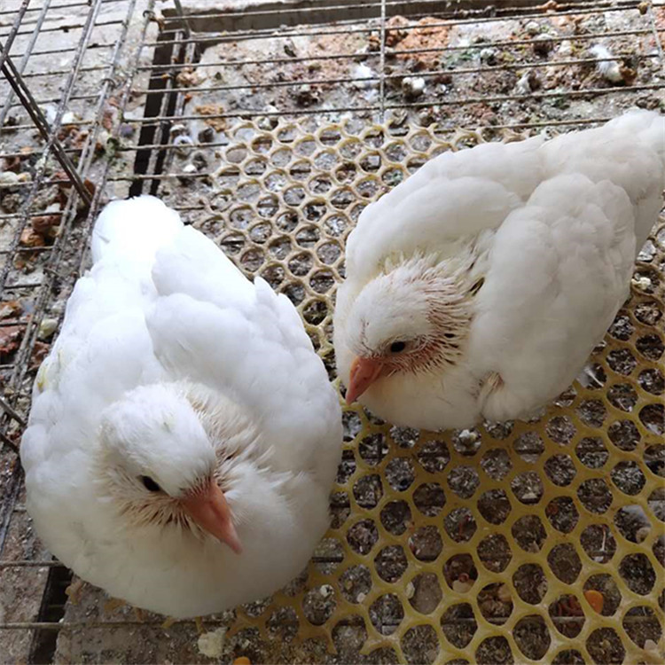 【白羽王鸽】最新采购价格纯种白羽王鸽养殖技术及注意事项