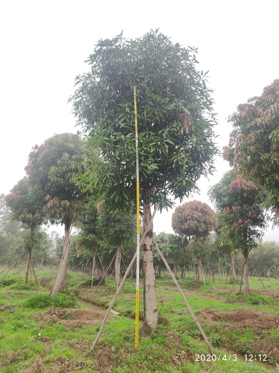 204基地供应 扁桃树 20-24cm 移栽苗 公路绿化常绿乔木 行道树