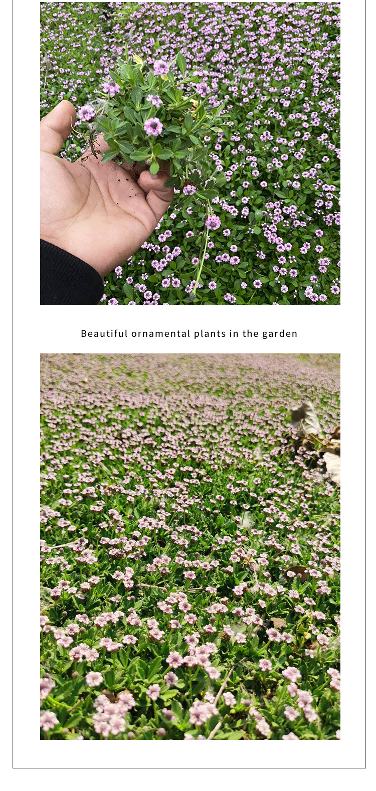 姬岩垂草 粉色花地被植物 新型草坪 耐踩踏抑制杂草生长观赏性强