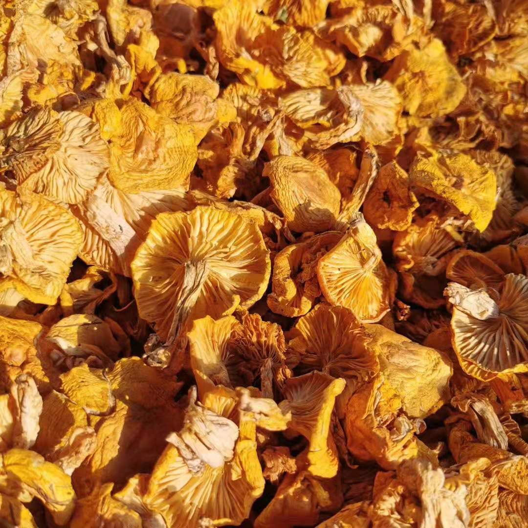 批发各种蘑菇 小黄蘑 黄蘑菇 食用菌 一件代发