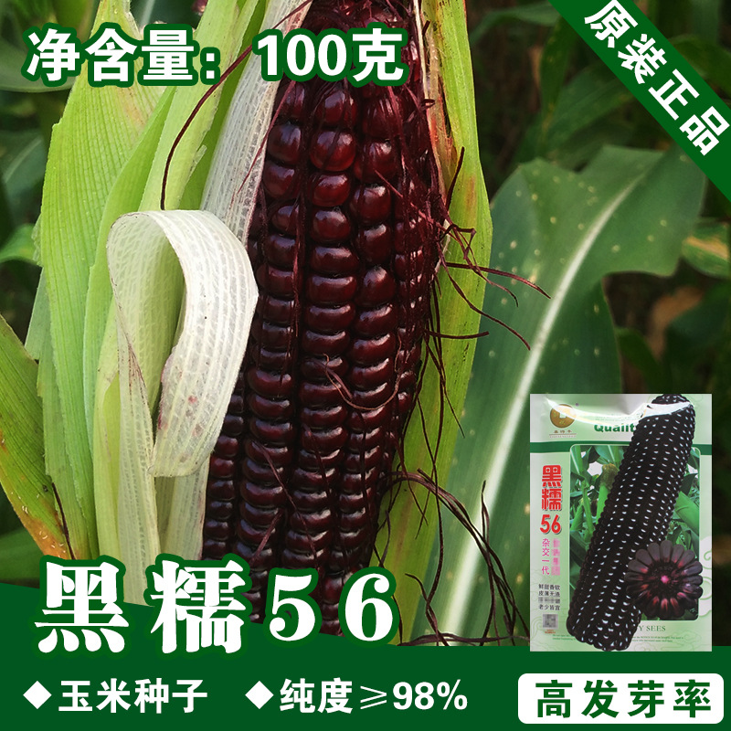 黑糯玉米种子玉米籽水果玉米种子糯玉米种子蔬菜种子批发菜种菜籽