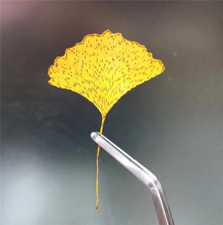 银杏叶脉透明叶子叶材金刚叶 干花叶脉材料永生花装饰配材