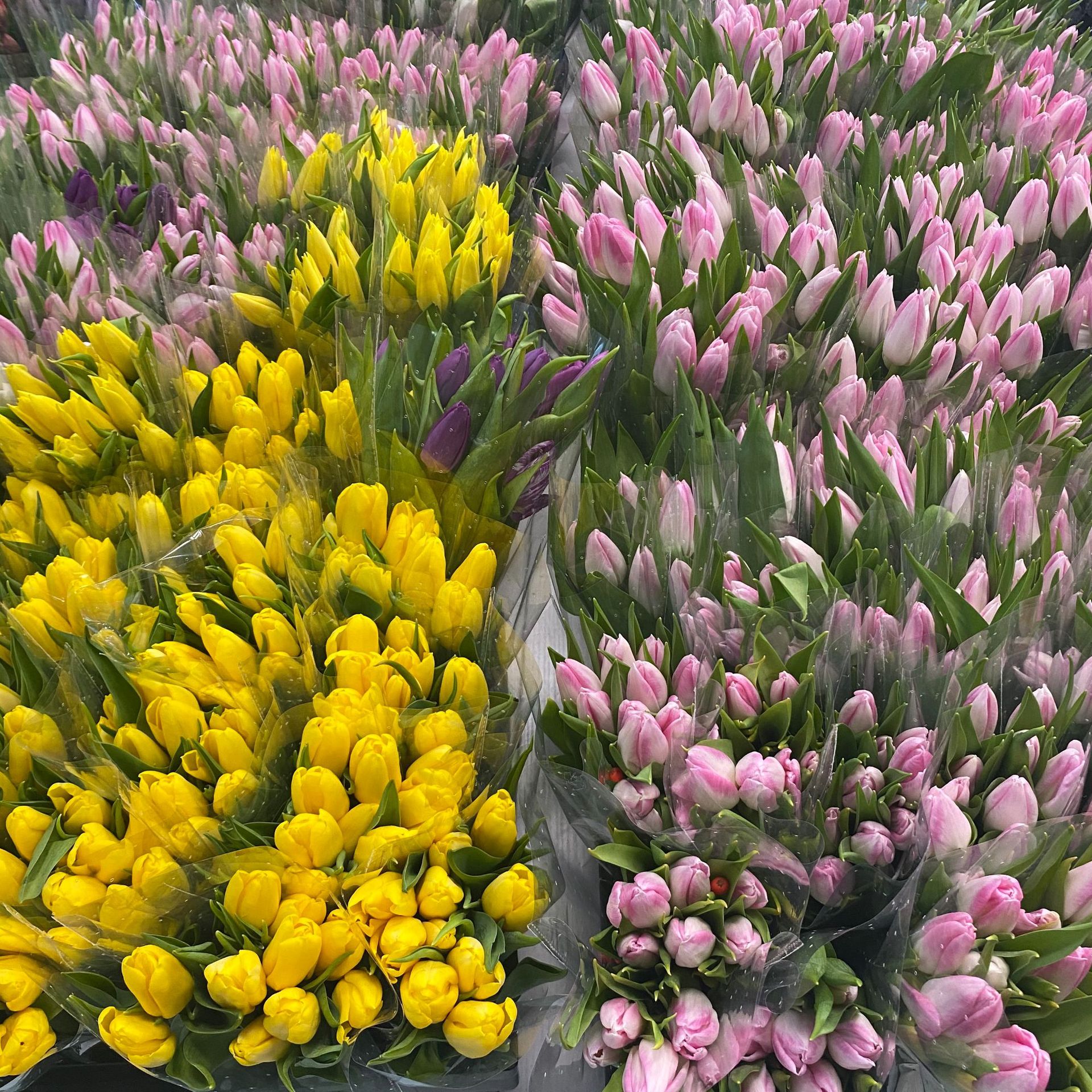 郁金香鲜花云南昆明斗南基地批发花店婚庆家居会议鲜切花一件代发