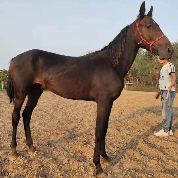 蒙古马拉车马活马种马马匹汗血马纯血马三河马马养殖