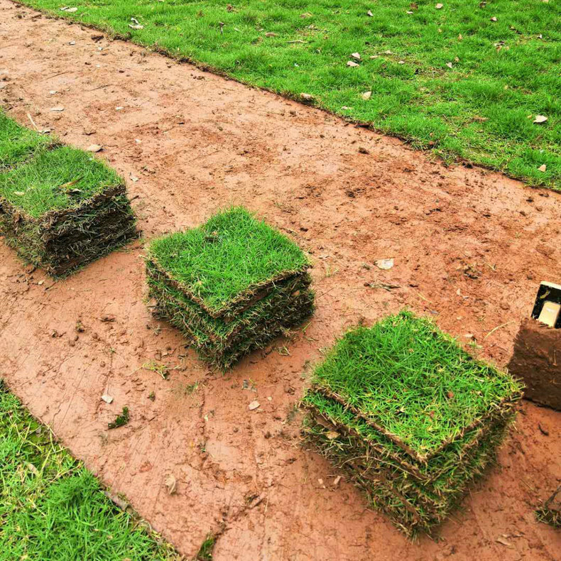 厂家供应草皮种植园 人工种植真草皮 足球场早熟禾草坪带土
