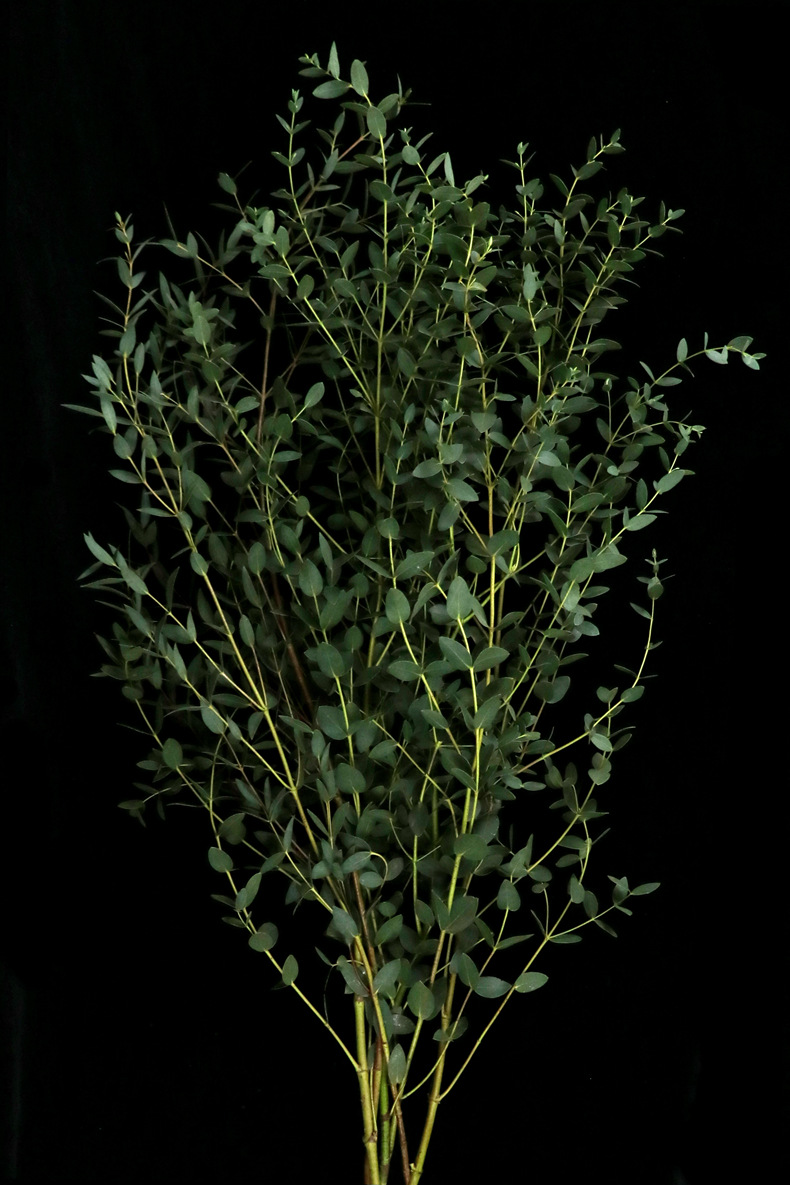 【尤加利】花店 云南昆明斗南鲜切花基地直发批发尤加利叶果