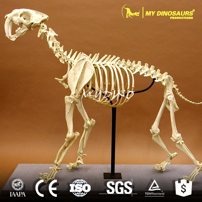 自贡恐龙基地-定制博物馆复制品剑齿虎骨架 仿真史前动物骨骼化石