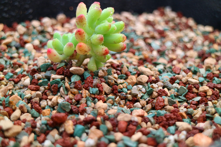 多肉铺面虹彩石全颗粒土石子硅藻土黑火山岩麦饭石绿沸石河沙