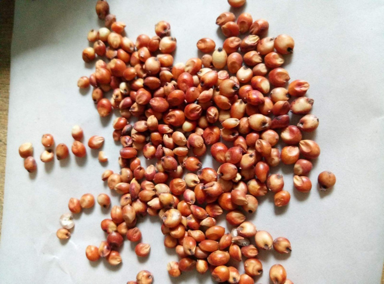 批发 红高粱带皮未脱皮高粱酿酒酿醋原料红高粱高粱米一件代发