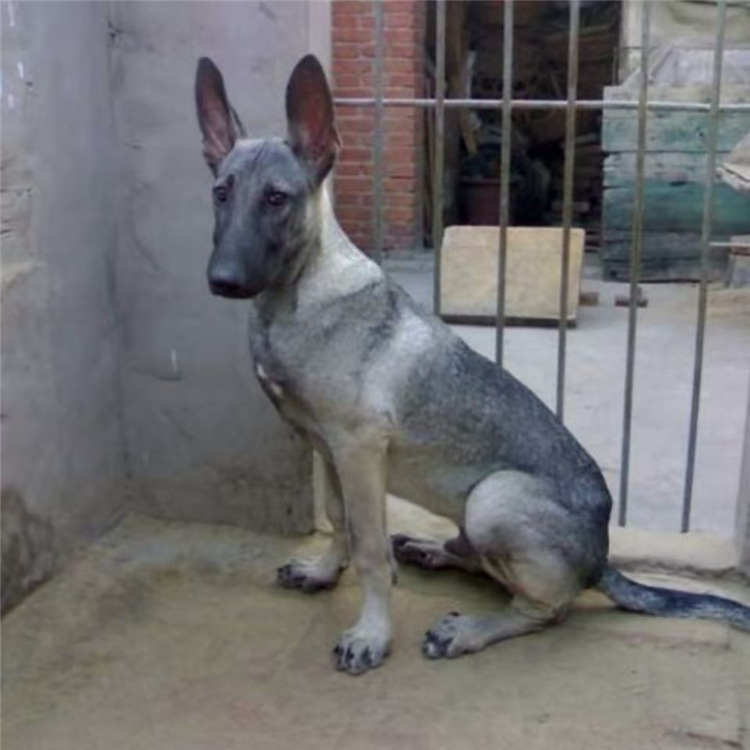 出售狼青幼犬活体巨型大型看家护院狼狗幼崽青狼犬幼犬中华狼青犬