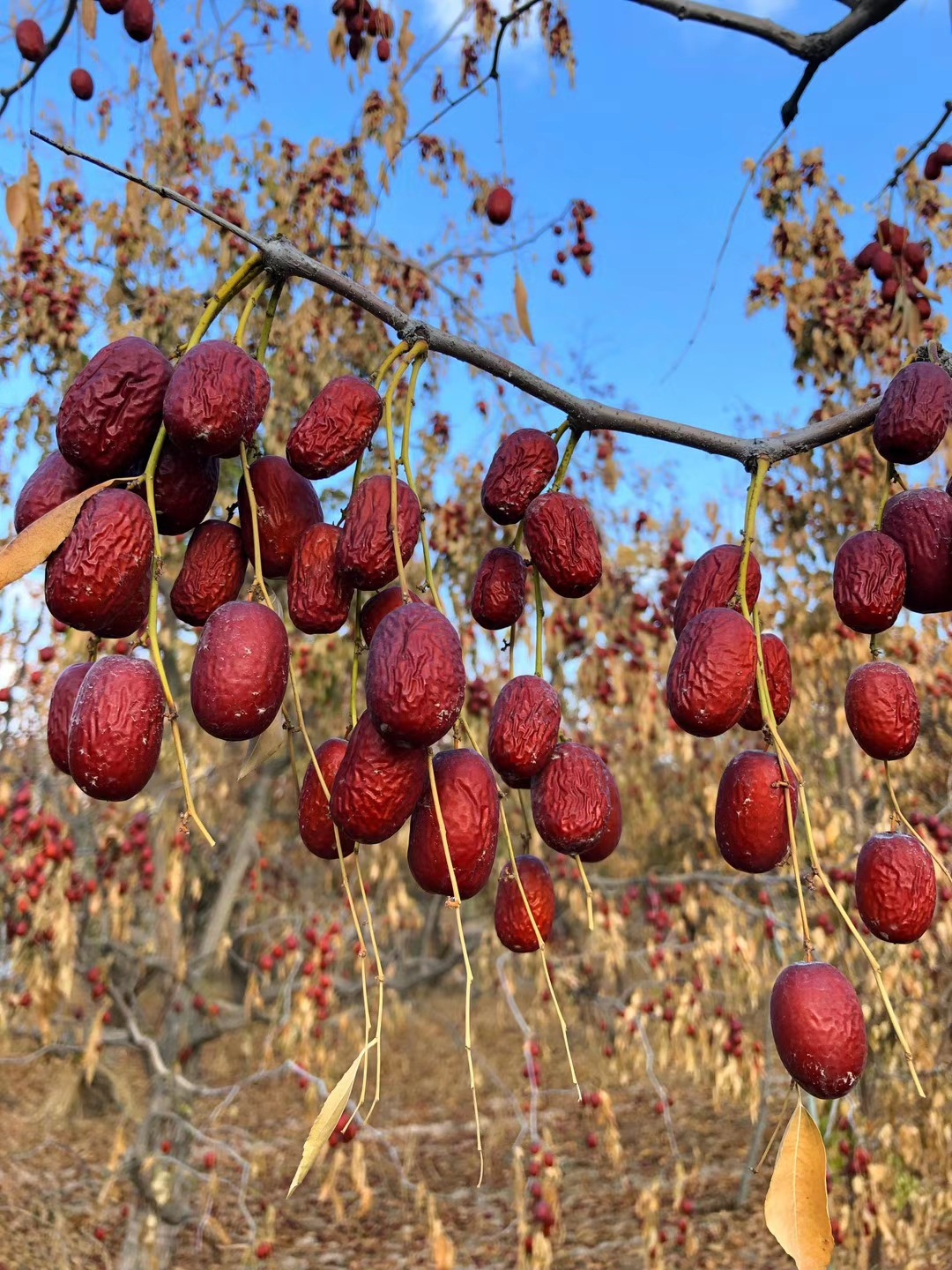 新货上市 王级新疆若羌灰枣 树上原枣 批发代发 产地直发