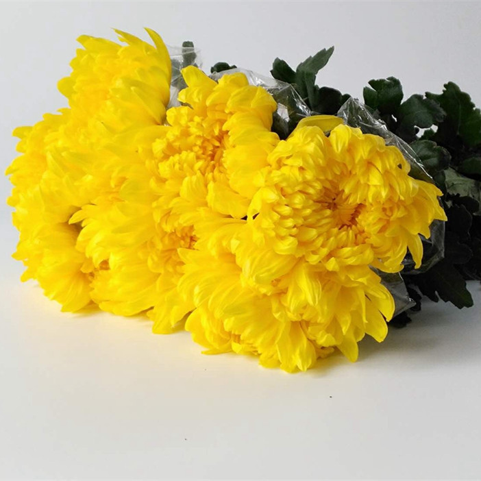云南大白菊鲜切花 大黄菊鲜花基地直批清明祭祀祭奠扫墓 菊花真花