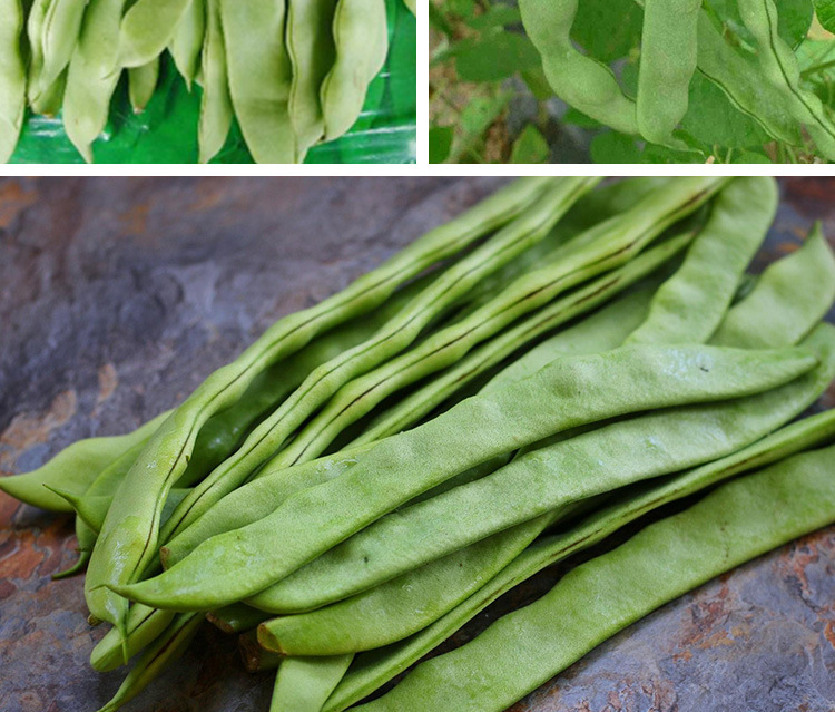 东北地油豆种子芸豆种子 农田菜园肉厚豆角原种扁豆 蔬菜种子批发