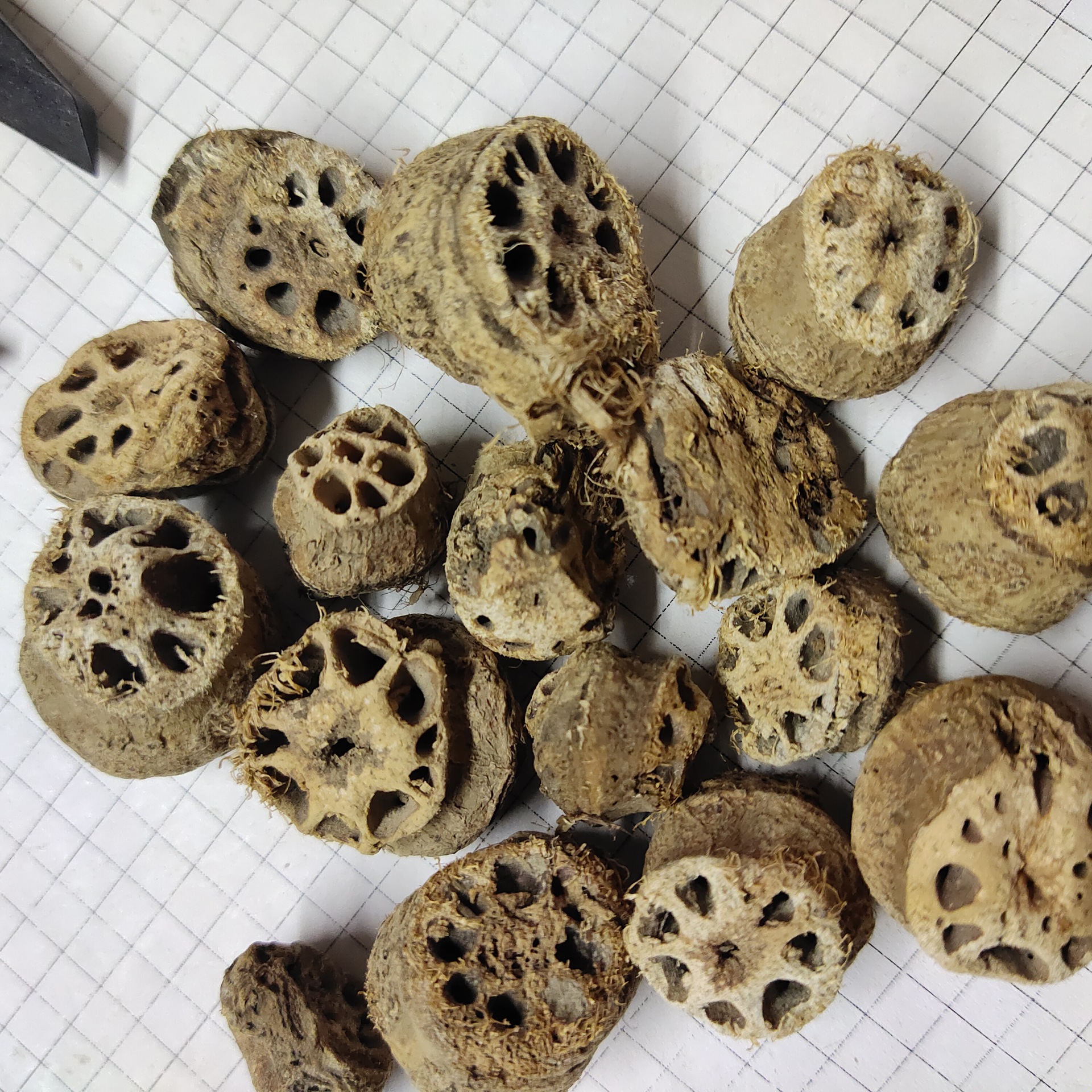 藕节oujie 产地 江苏省徐州市10月产新 18元每公斤 包邮光藕节