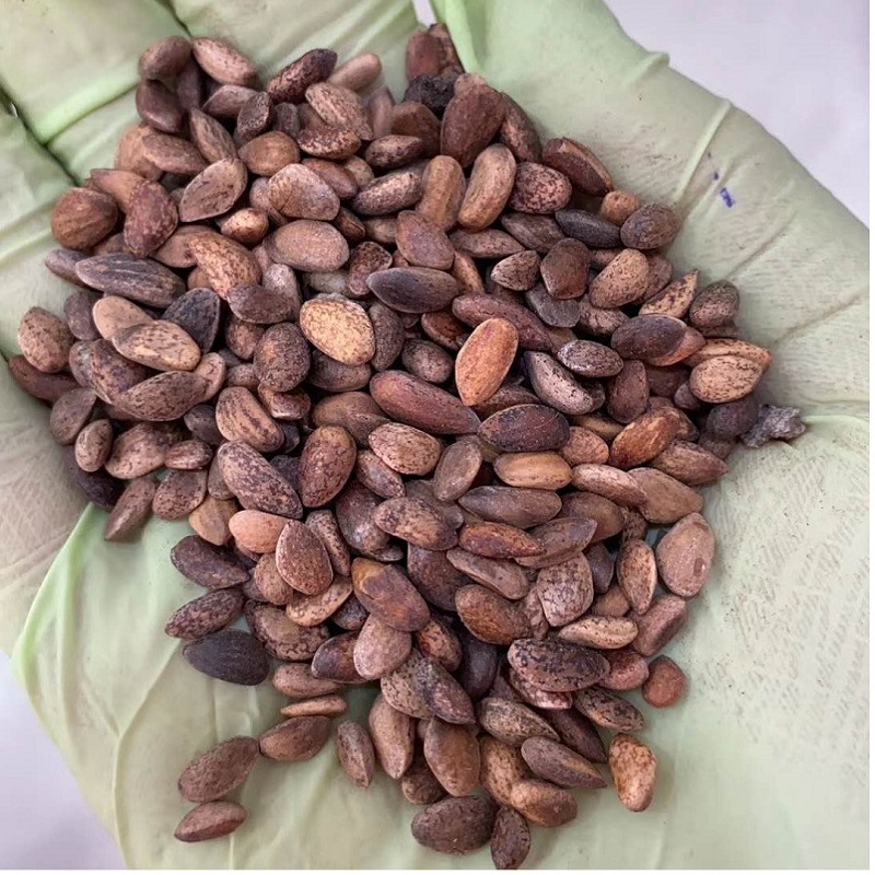 树木种子价格-树木种子价格厂家,品牌,图片,热帖-阿里巴巴