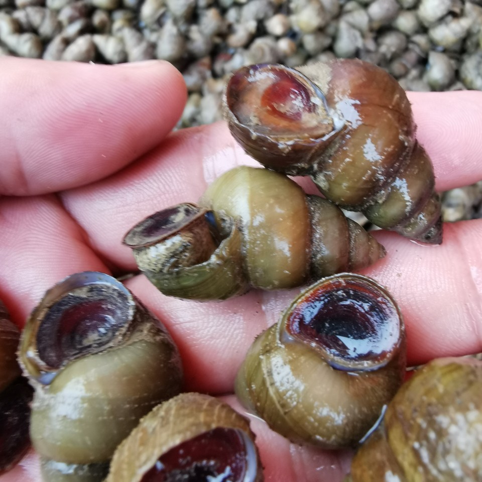 食用螺蛳_湖北清水湖薄壳鲜活大石螺食用螺蛳批发 - 阿里巴巴