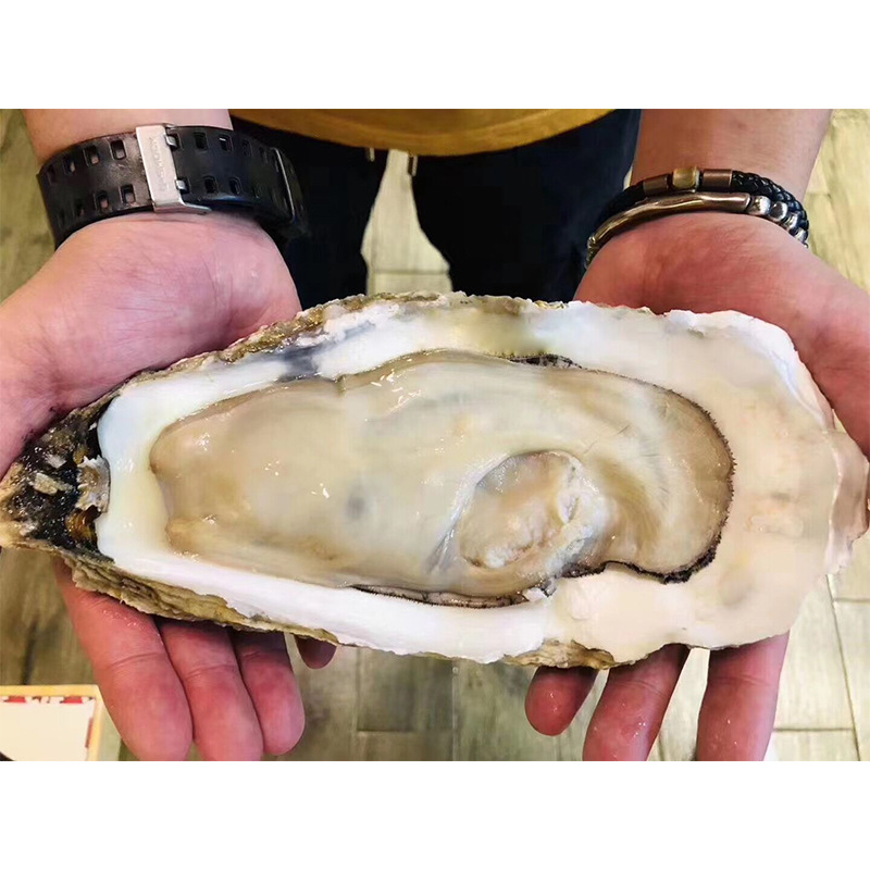 乳山鲜活生蚝台山新鲜牡蛎海鲜水产蚝王顺丰拖鞋大蚝批发
