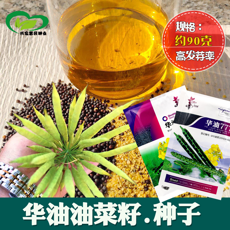 油菜甘蓝型种子