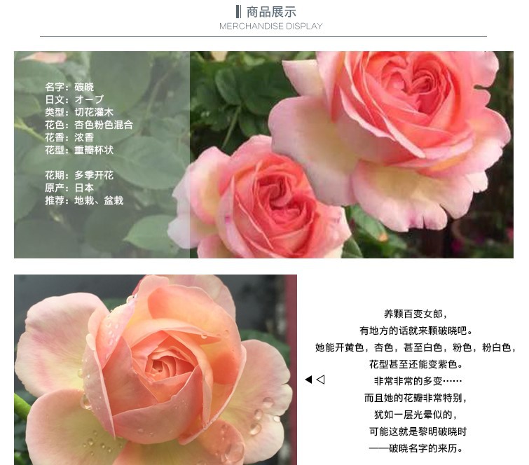 花之趣灌木月季【破晓/黎明】粉色大花浓香丰花四季开花耐开盆栽