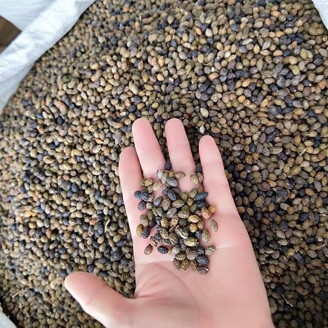 中药材鸦胆子 老鸦胆 每件500克