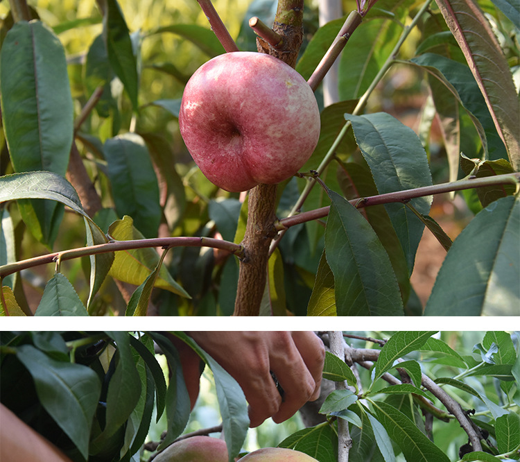 桃树苗新品种嫁接蟠桃树苗当年结果桃树苗地栽盆栽庭院种植果树苗