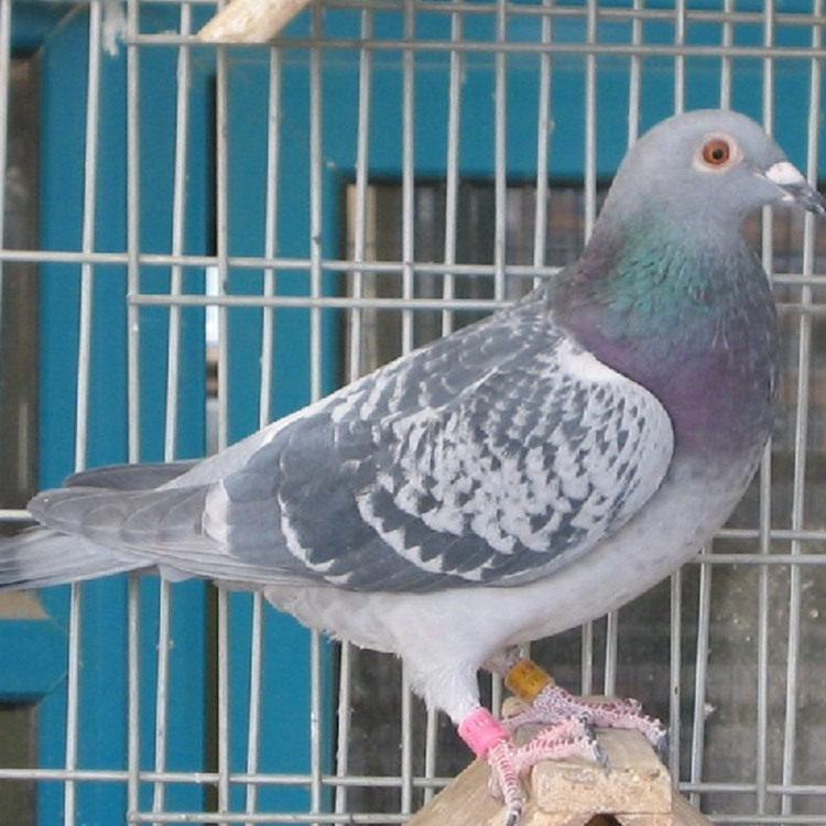 供应白羽王种鸽 养殖场直供肉鸽 江西瓦灰种鸽批发价格