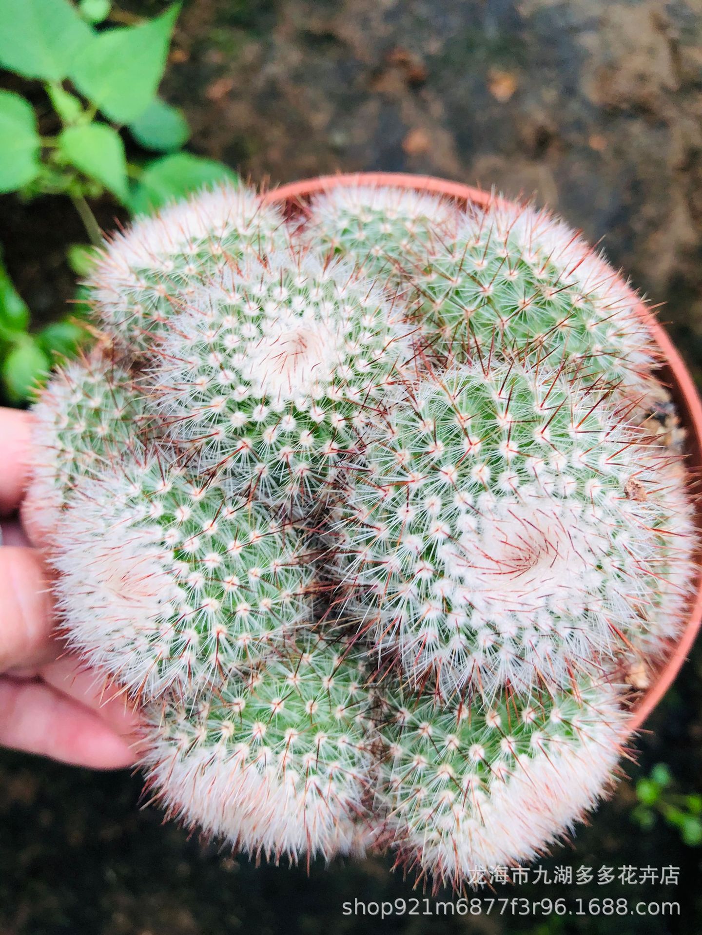 多肉植物批发 红芙蓉多头仙人球 10-12公分 盆栽 防幅射吸甲醛