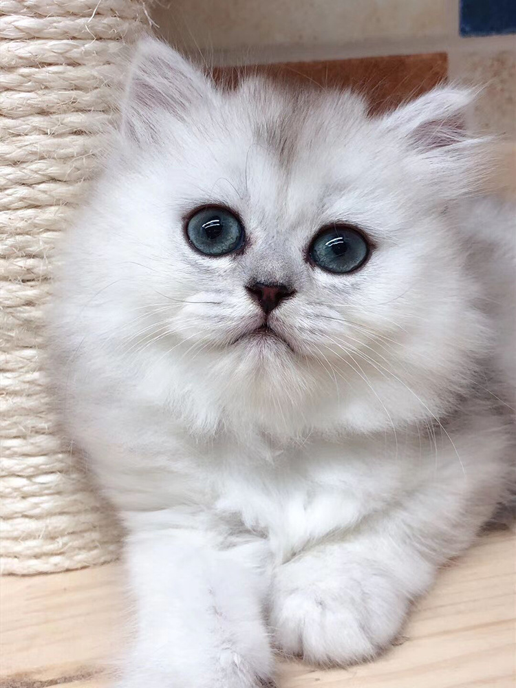 纯种金吉拉幼猫活体小猫咪白色长毛猫宠物猫高地猫折耳猫短腿猫物