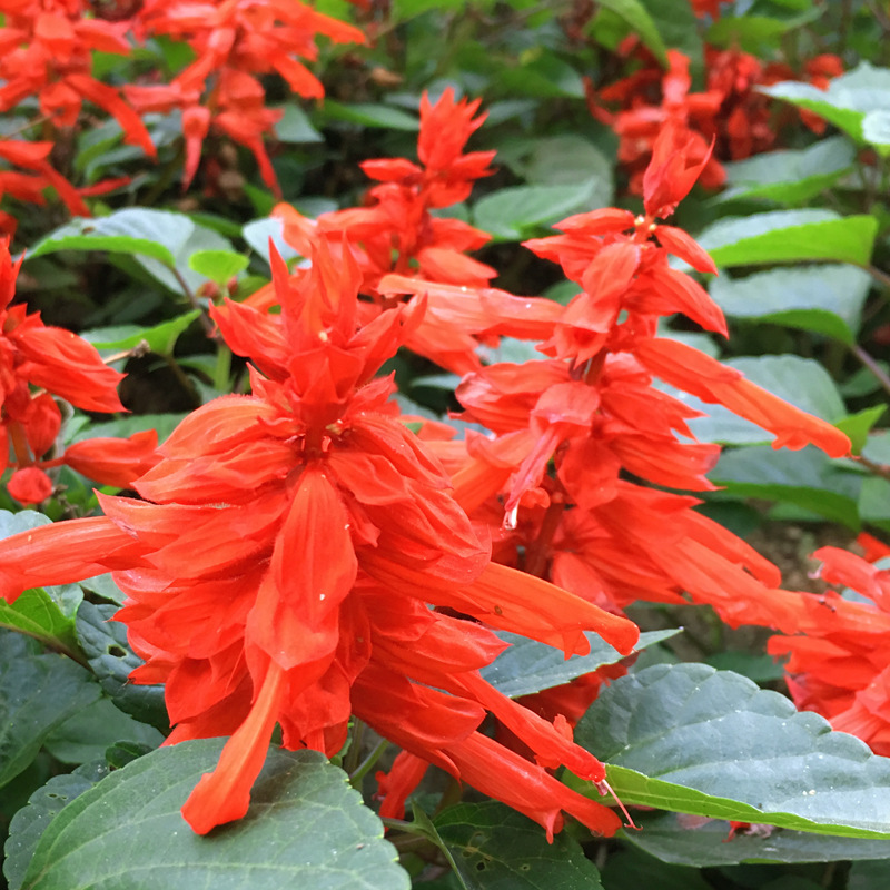 批发一串红花卉种子高串红矮串红红花鼠尾草墙下红路边绿化园林